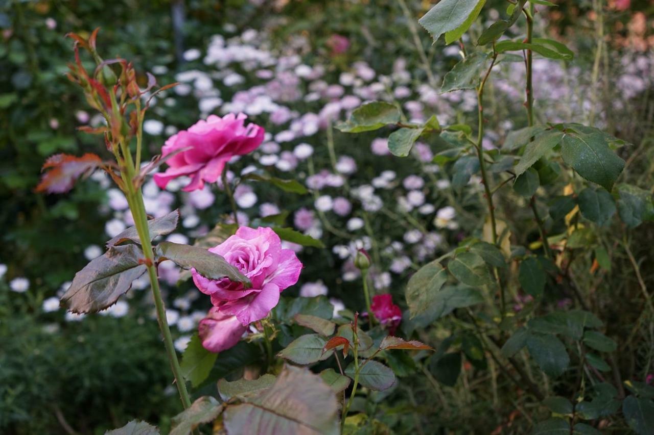 Gianicolo Penny's Garden